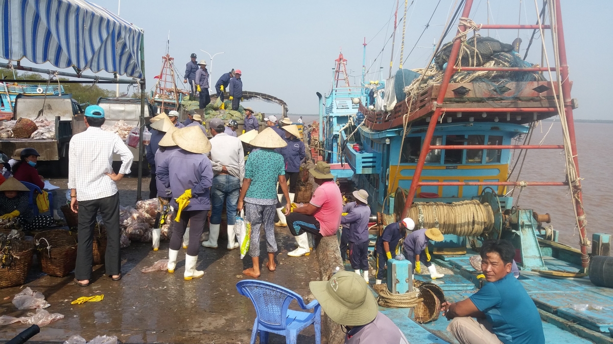 Cảng cá Ba Tri nhộn nhịp khi tàu về cập bến