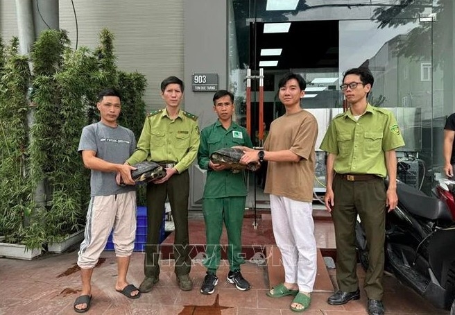 The toothed turtles are handed over to the centre