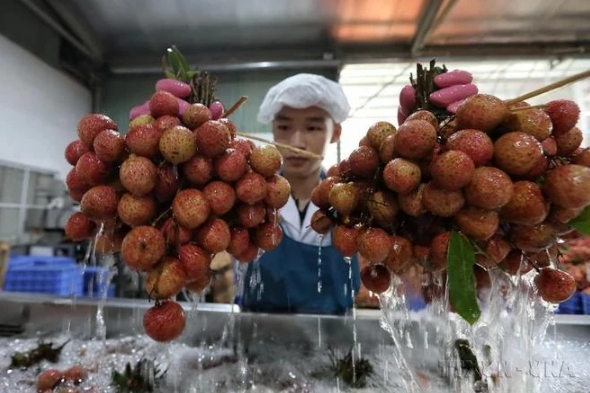 Food and Agriculture Organisation of the UN said using isotopes or irradiation techniques in agriculture can control pests and diseases, increase crop production, protect land and water resources, ensure food safety.