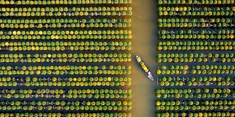 The photo Mùa Hoa Cúc” (chrysanthemum Season) is taken by Vietnamese photographer Nguyen Tan Tuan 