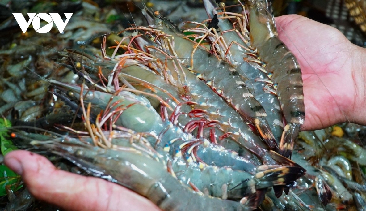 Vietnam's shrimp export turnover hit US$2.8 billion during the first nine months