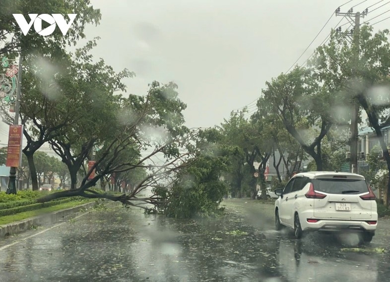 Gales have knocked down several trees on Da Nang streets.