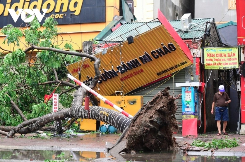 Strong winds bring down a big tree in Gia Lam district of Hanoi capital during the height of Yagi landfall in early September