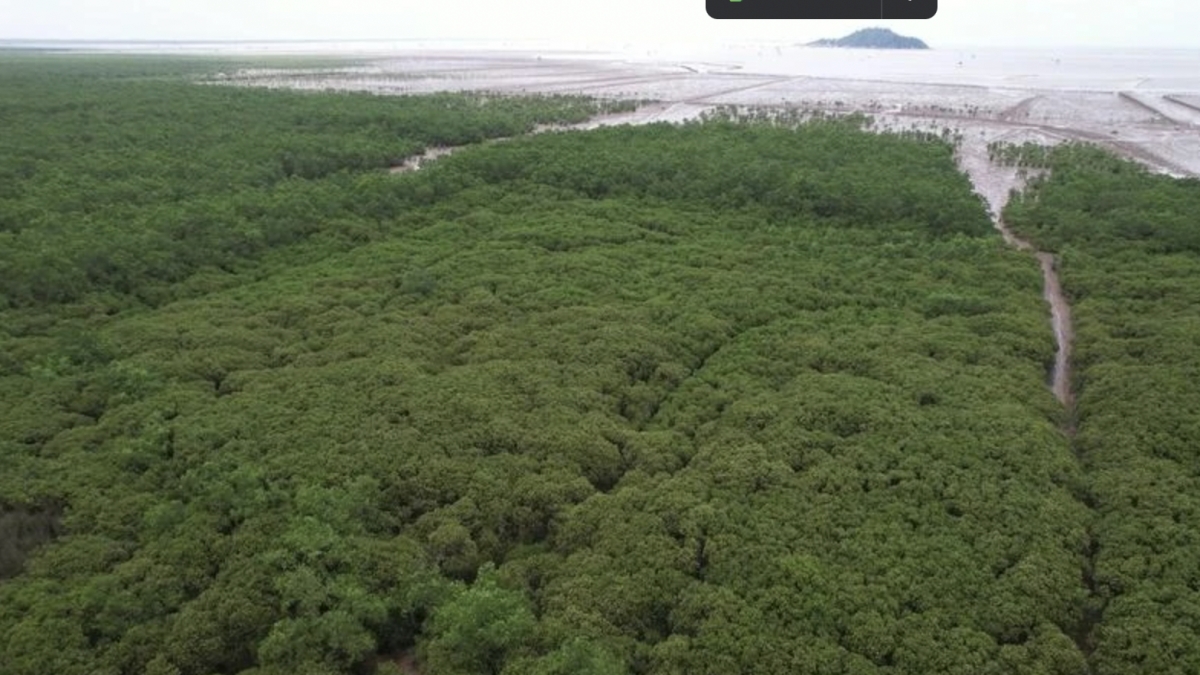 The development of forests and ecosystems will help enhance greenhouse gas absorption (Photo: VietnamPlus)