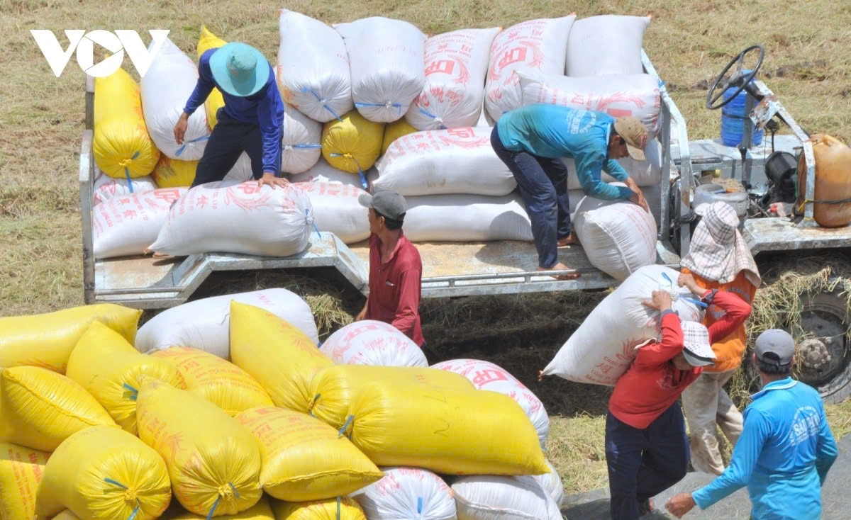 The US Department of Agriculture (USDA) has forecast that Vietnam is likely to export 8.9 million tonnes of rice this year, driven by high demand from the key market of the Philippines.