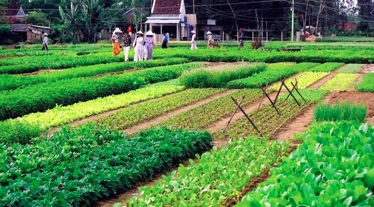 Tra Que is honoured as world's Best Tourism Village (Photo: hoianworldheritage.org.vn)