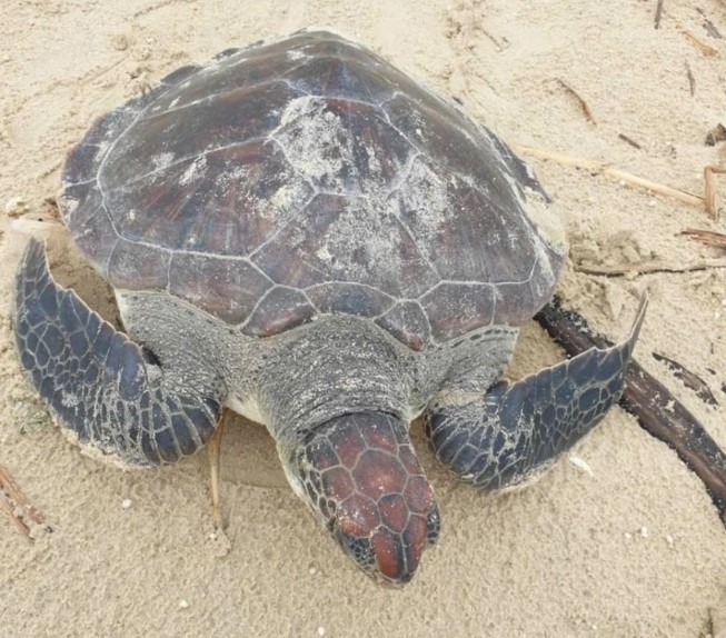 Rare green sea turtle released in Quang Tri