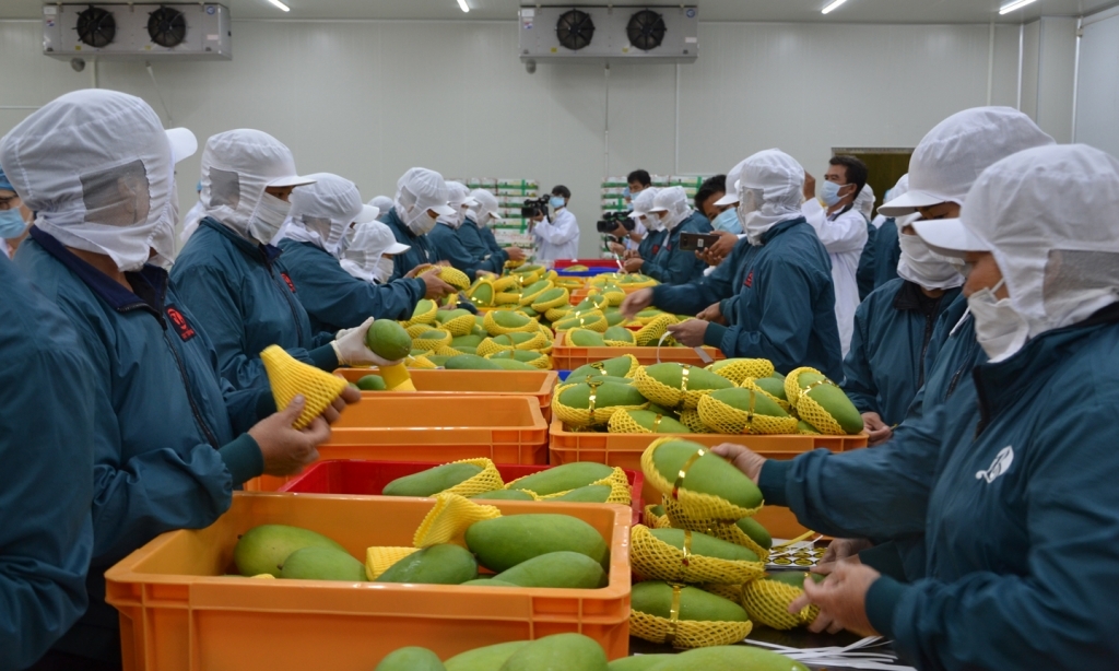 Mango is one of 14 agricultural exports to Chinese market. 