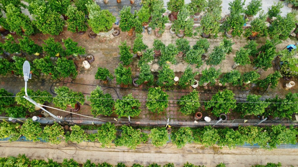 With just over one month to go until the festive season, visitors to the area are drawn in by the beautiful colour coming from the ripening kumquat trees.