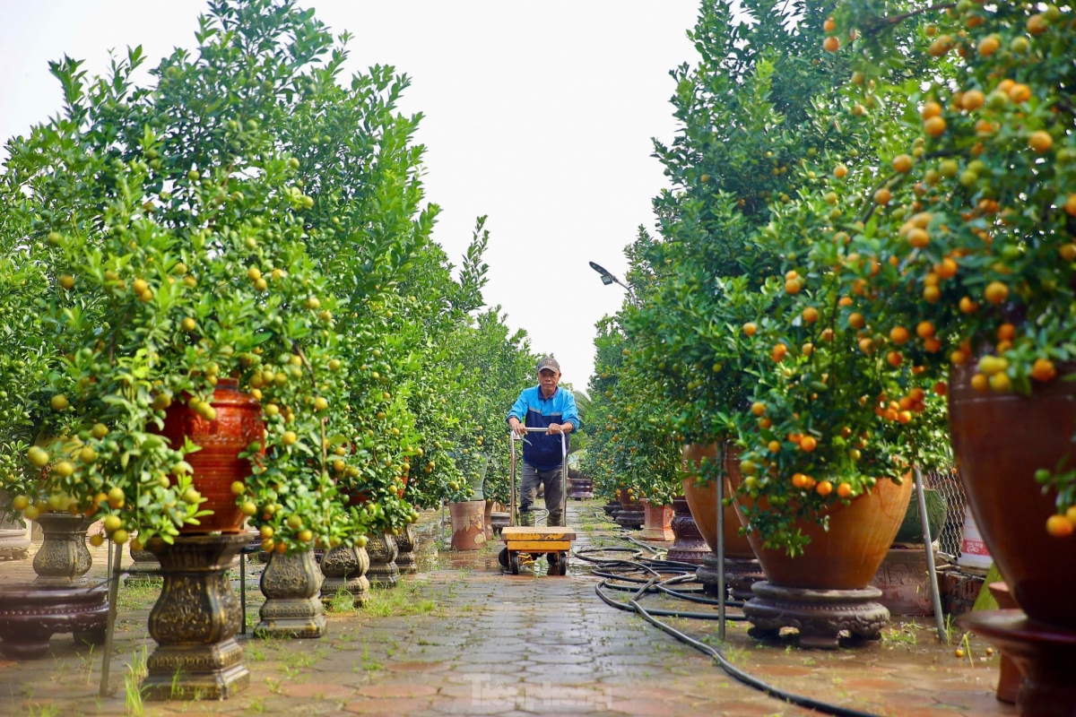 Gardeners typically spend the entire year growing their kumquats.