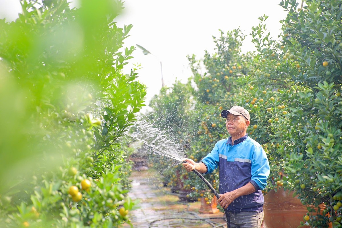 In the sixth month according to the lunar calendar, kumquat trees begin to bear fruit, whilst the fruit then ripens and eventually turns yellow from the 11th month.