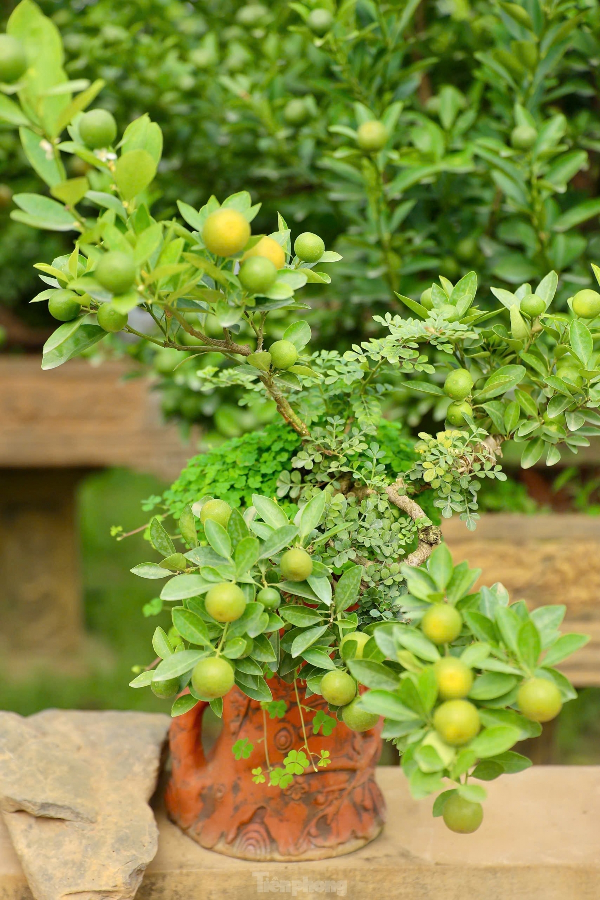 Recent years has seen a majority of growers in Tu Lien move from growing traditional kumquats in their gardens to bonsai kumquat in pots.