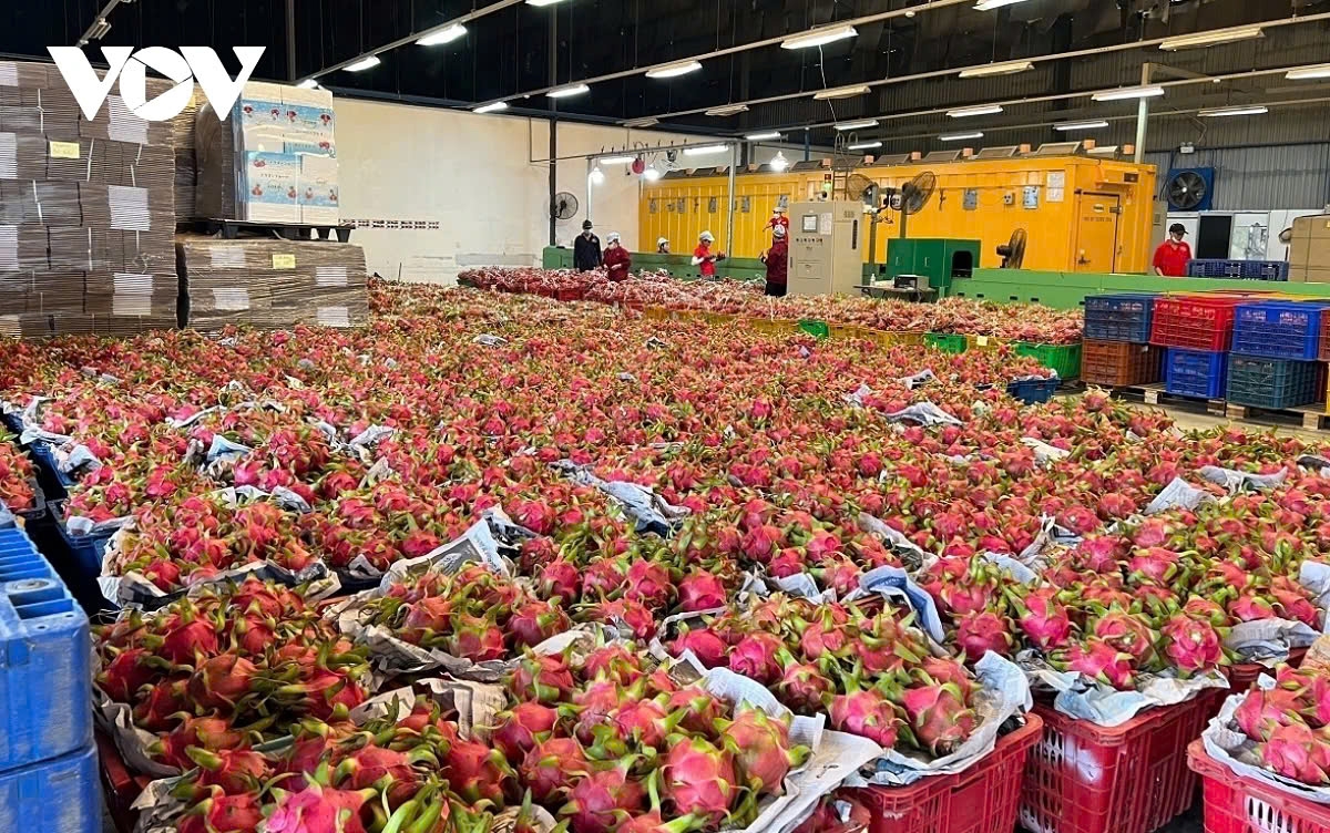 Sorting out dragon fruits for export in southern Vietnam