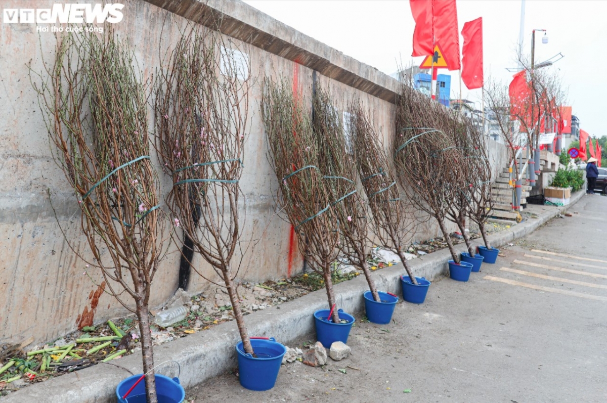 With over a month to go before Tet, many peach branches are going on sale in order to meet customer demand in the leadup to the festive season.
