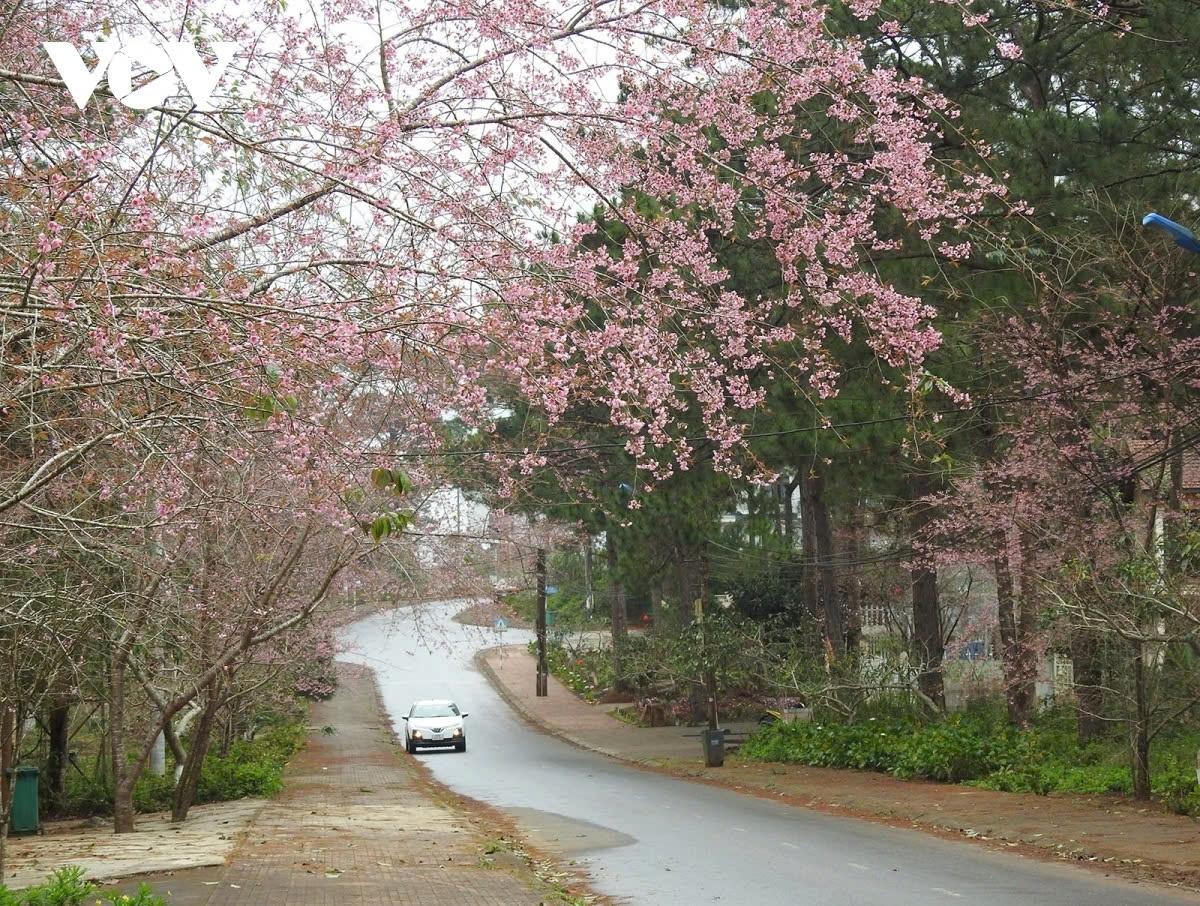 The cherry blossoms in Mang Den usually begin to bloom from December to February, as the weather turns crisp and cool.