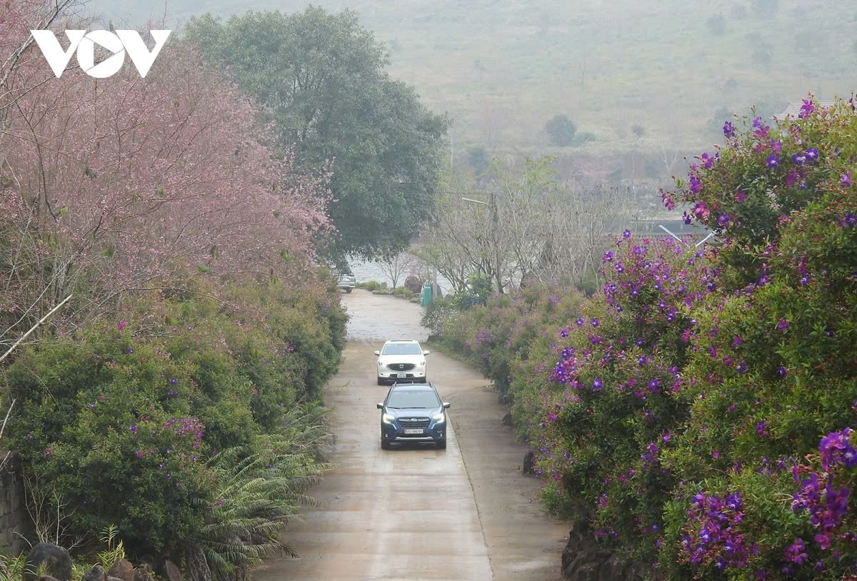 If you are seeking a destination that combines romance and tranquility, visit Mang Den to experience the unique beauty of its cherry blossom season.