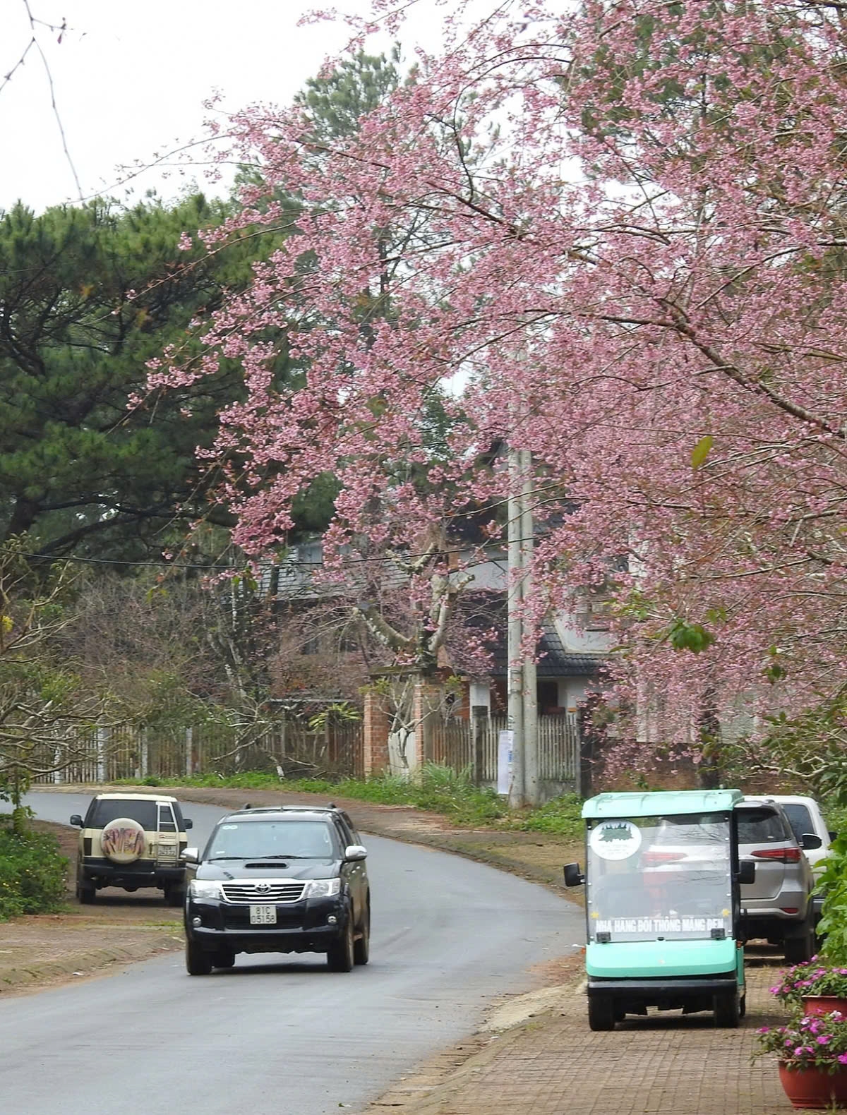 The winding roads through the hills, lakes, and lush pine forests are adorned with the soft pink hues of the blossoms.