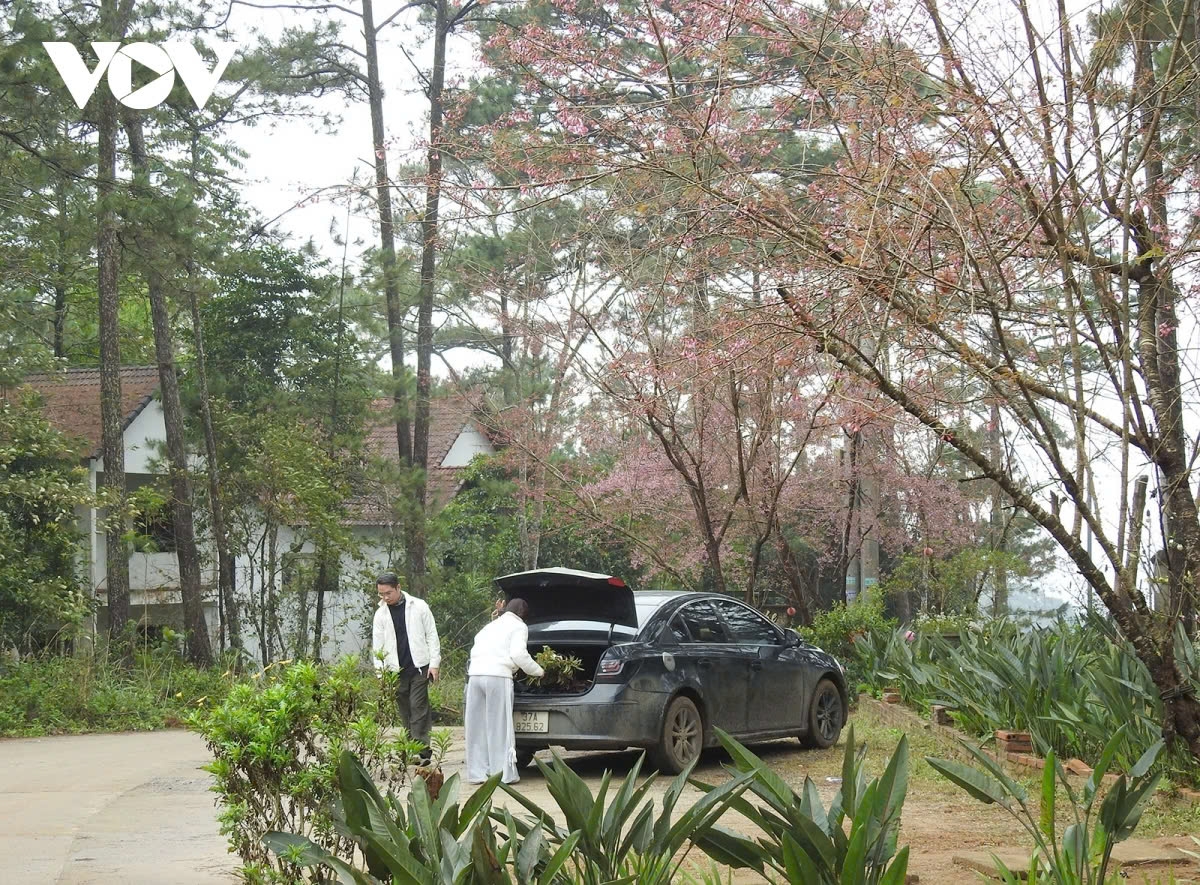 Coming here, visitors not only admire the delicate beauty of the flowers but also enjoy the peaceful, serene atmosphere rarely found elsewhere.