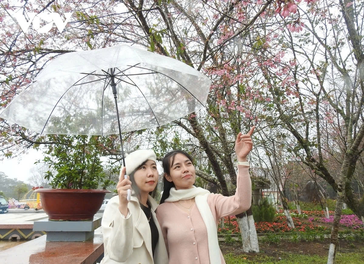 Popular spots like Dak Ke Lake, Pa Sy Waterfall, and resorts nestled in the pine forests are perfect for viewing the cherry blossoms.