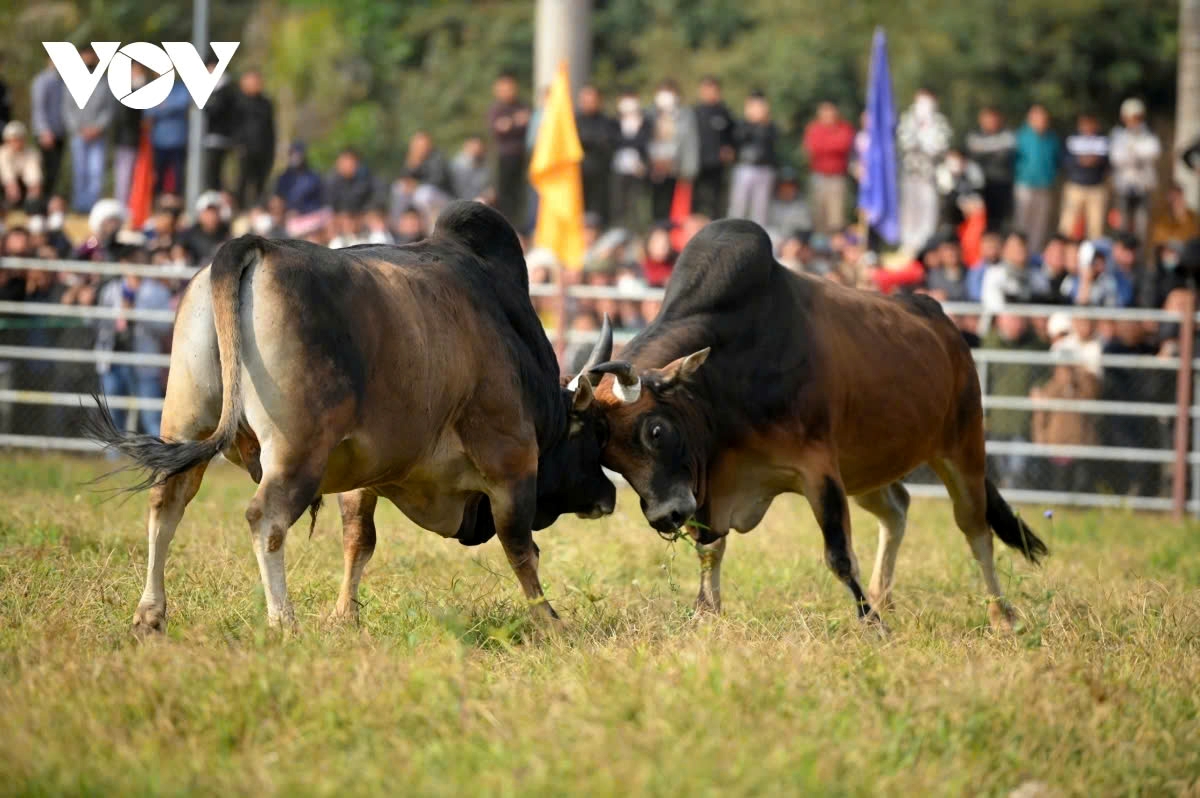 Fighting bulls should have large, sturdy horns, a thick neck, and a powerful head to withstand impacts.