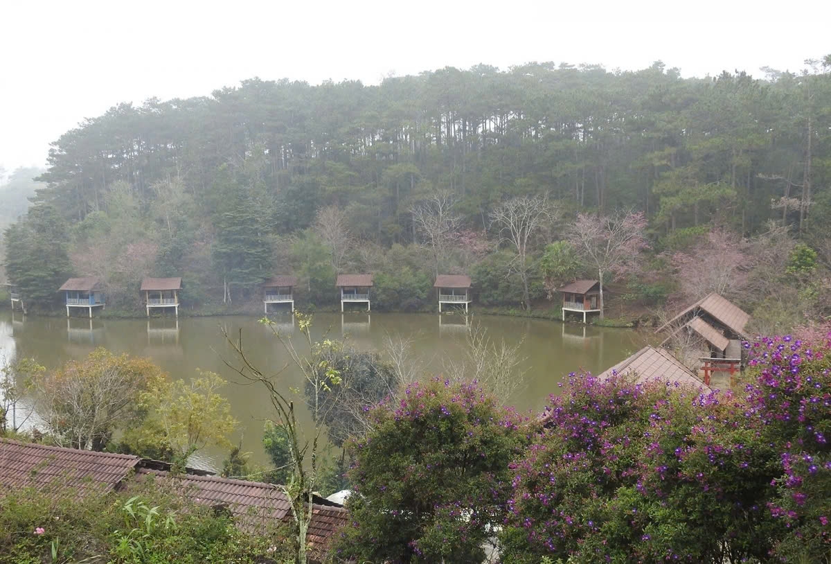 Unlike the cherry blossoms of Japan or Da Lat, the flowers in Mang Den exude a more untamed and natural charm.