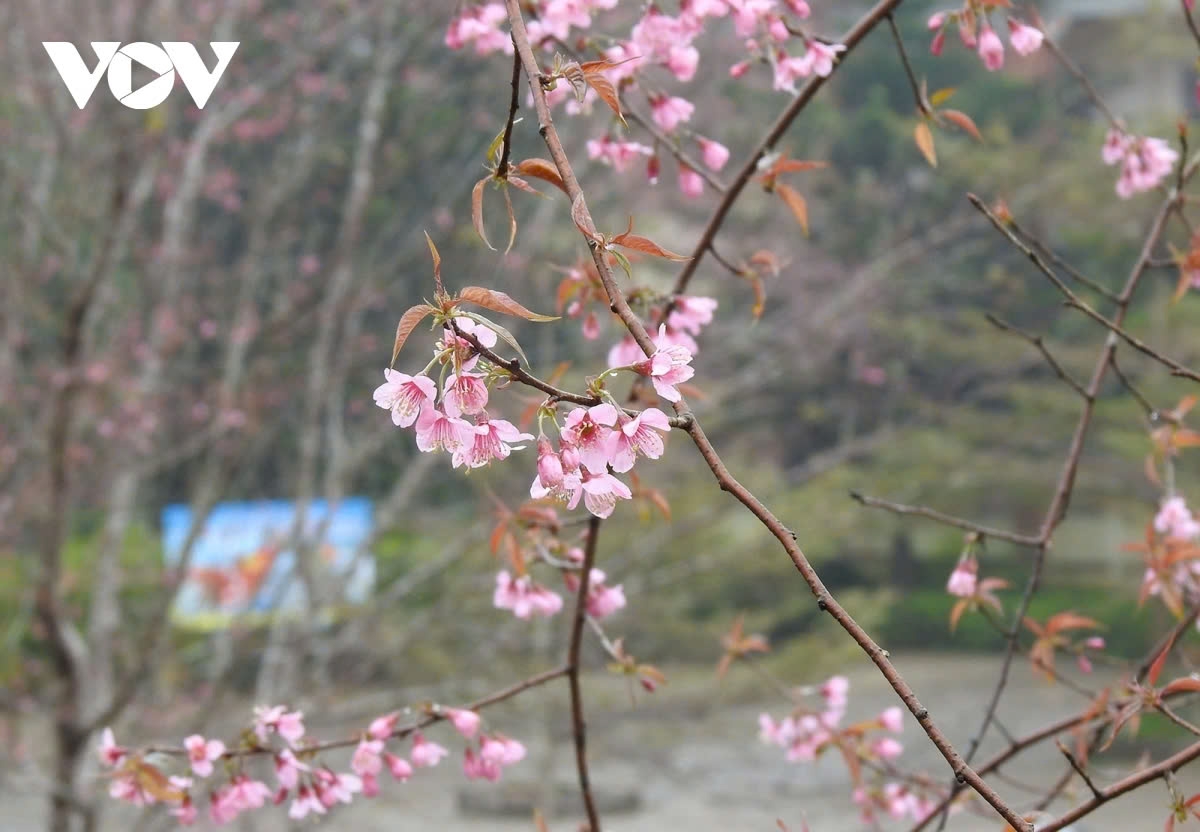The soft pink petals set against the vibrant green of the landscape create a captivating and poetic scene.
