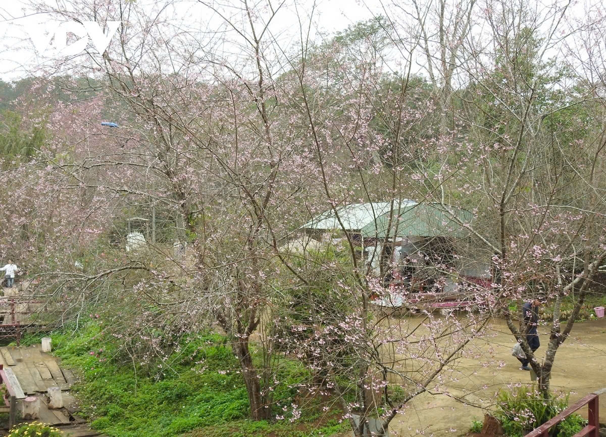The cherry blossom season in Mang Den is not only a perfect time to immerse yourself in nature but also an opportunity to appreciate the enchanting charm of the Central Highlands.