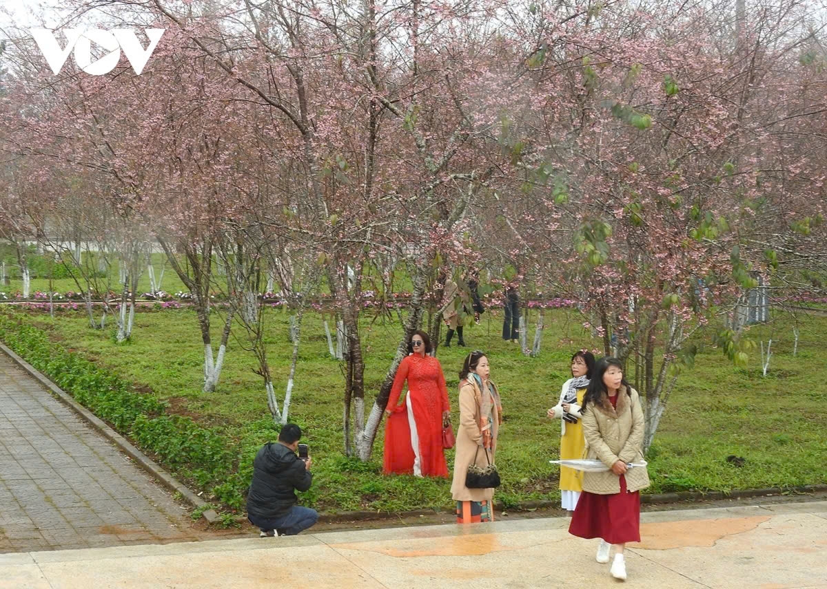 With its year-round cool climate, the Central Highlands provides ideal conditions for the cherry trees to flourish, creating a picturesque landscape.