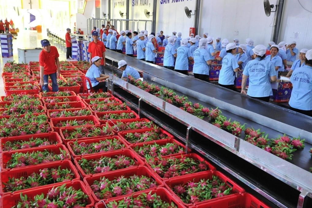 Dragon fruit is one of Vietnam's key export products to foreign markets 