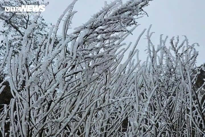 The sharp drop in temperatures in some highland areas has caused a thick layer of frost to form on the summit of Lao Than Mountain in Lao Cai province, covering the vegetation and the mountainous landscape.