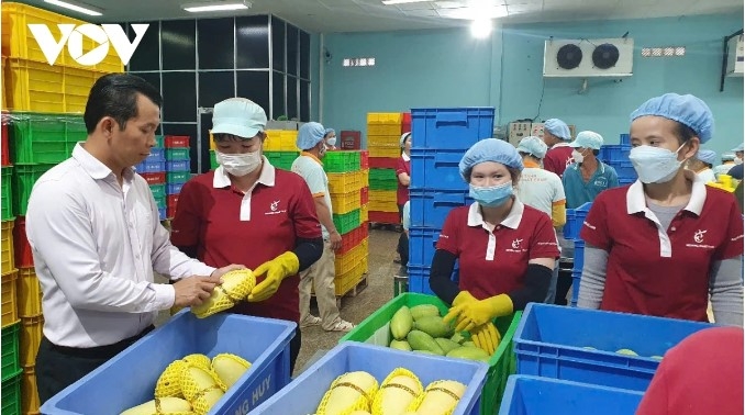 Vietnamese businesses need to devise a specific strategy and long-term vision to minimize risks when exporting their products to major markets