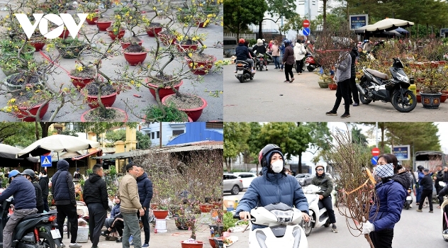 Although prices have dropped sharply, the ornamental plant market fails to attract customers.