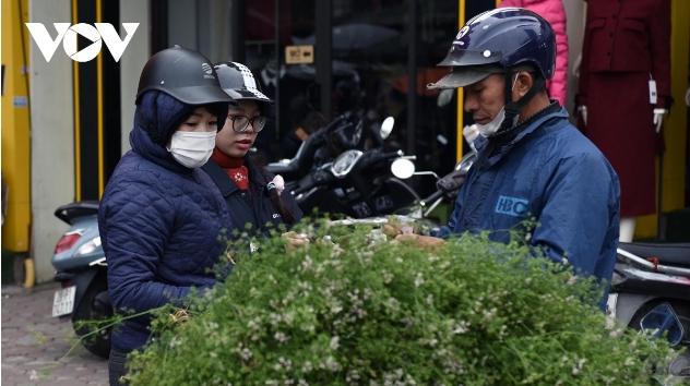 Many people like to buy old coriander leaves to bathe on the 29th of Tet.