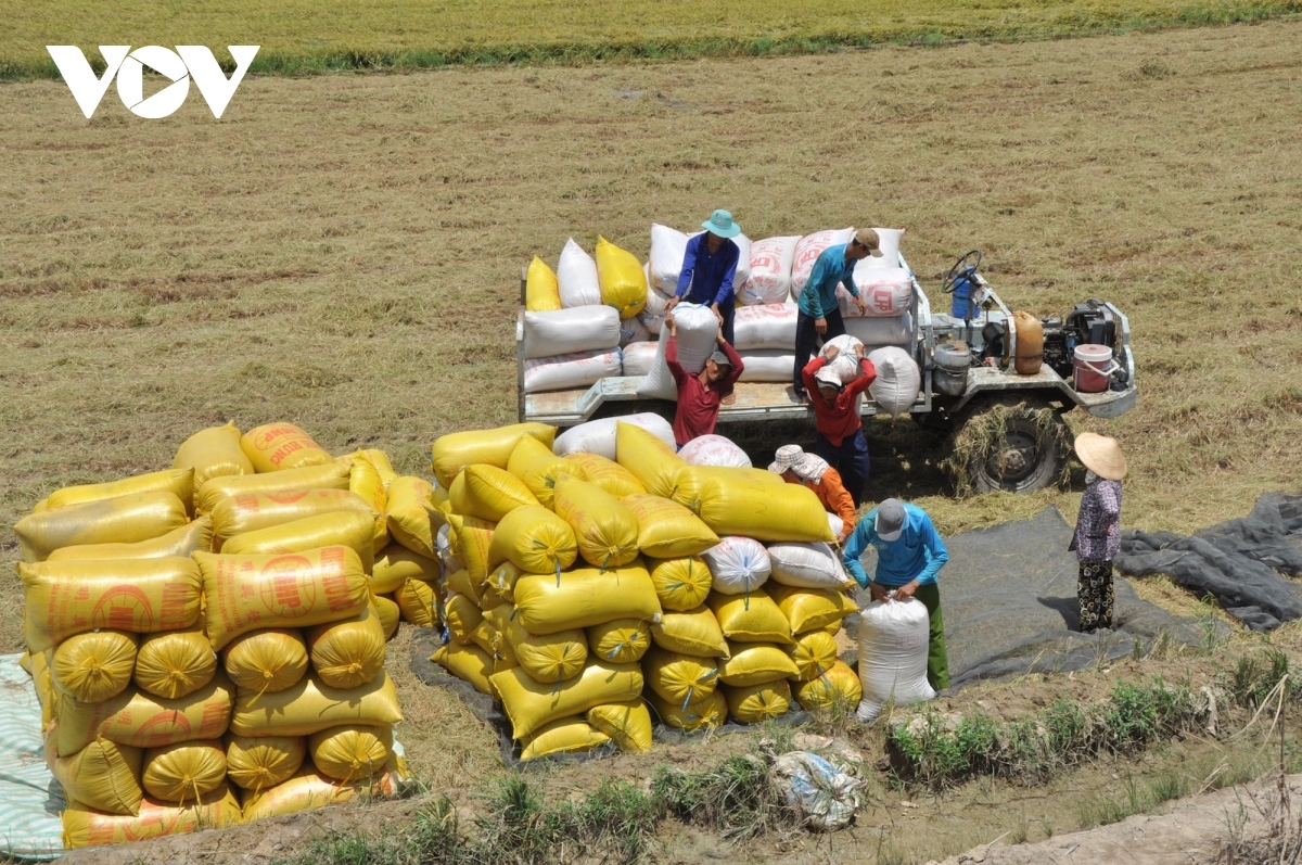 Rice is the key contributor to the remarkable growth in Vietnam's exports to the Philippines 