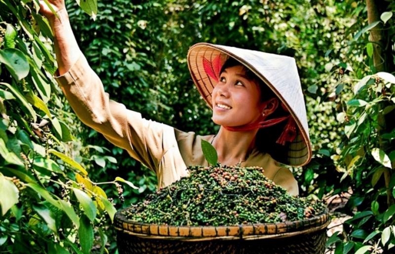 Vietnam exported pepper to 30 key markets in January (Photo: vneconomy.vn)