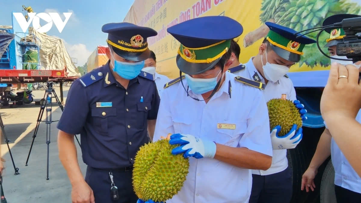 Checking durian quality at a border gate between Vietnam and China