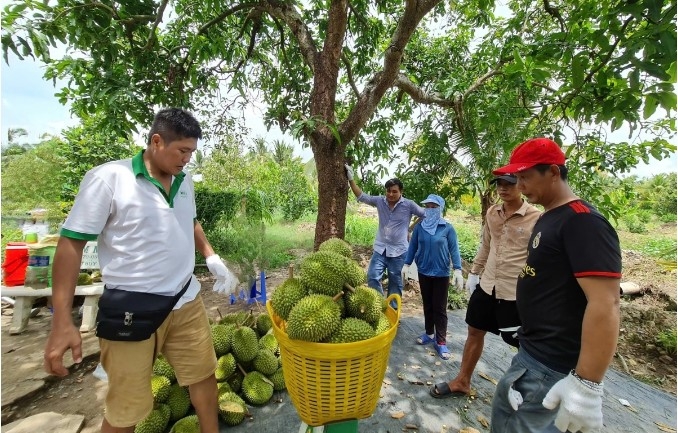 Vietnamese durians secure a strong foothold in Taiwan