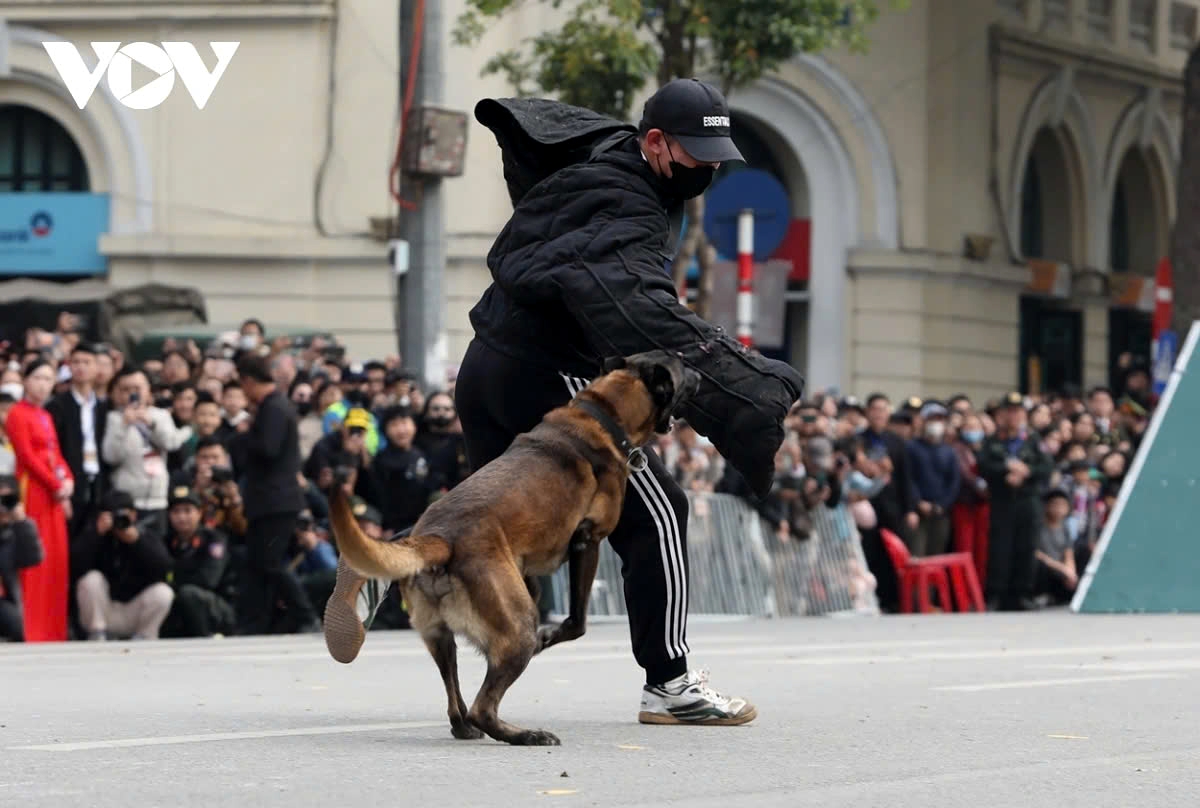 In a performance, the police dogs quickly respond to commands, subduing targets with controlled force that emphasizes their role in assisting law enforcement in tackling crime effectively.