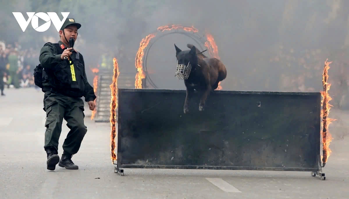 The performance concludes with thrilling jumps through rings of fire and obstacles by the trained dog, showcasing their agility, courage, and rigorous training.