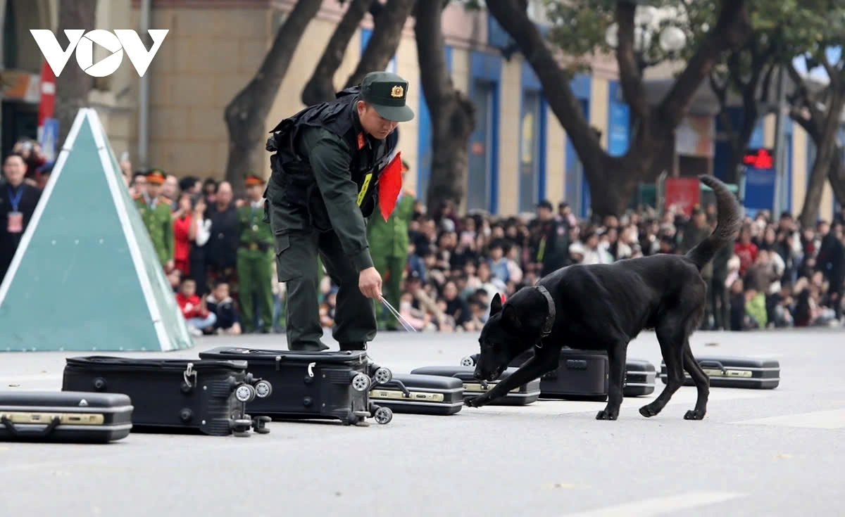 The performance showcases the drug and explosive detection skills of trained police dogs. These specially trained dogs demonstrate their keen sense of smell and quick response in identifying illegal substances and hazardous materials.