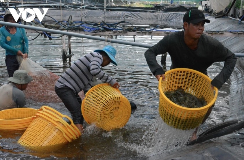 Vietnam's shrimp industry enters a green revolution with a shift in production models