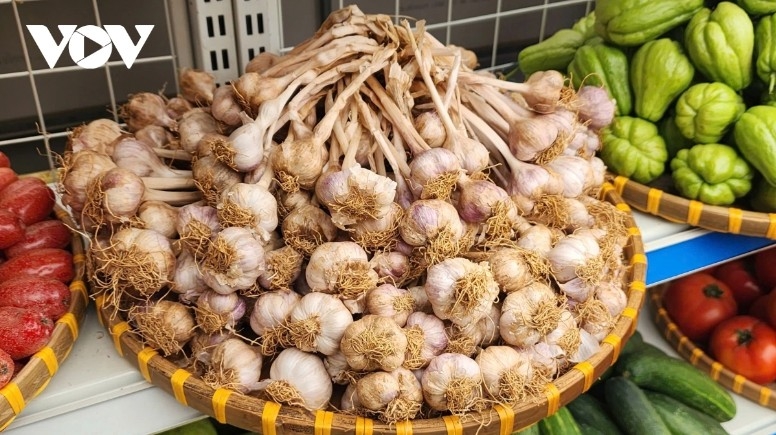 From freshly harvested garlic...