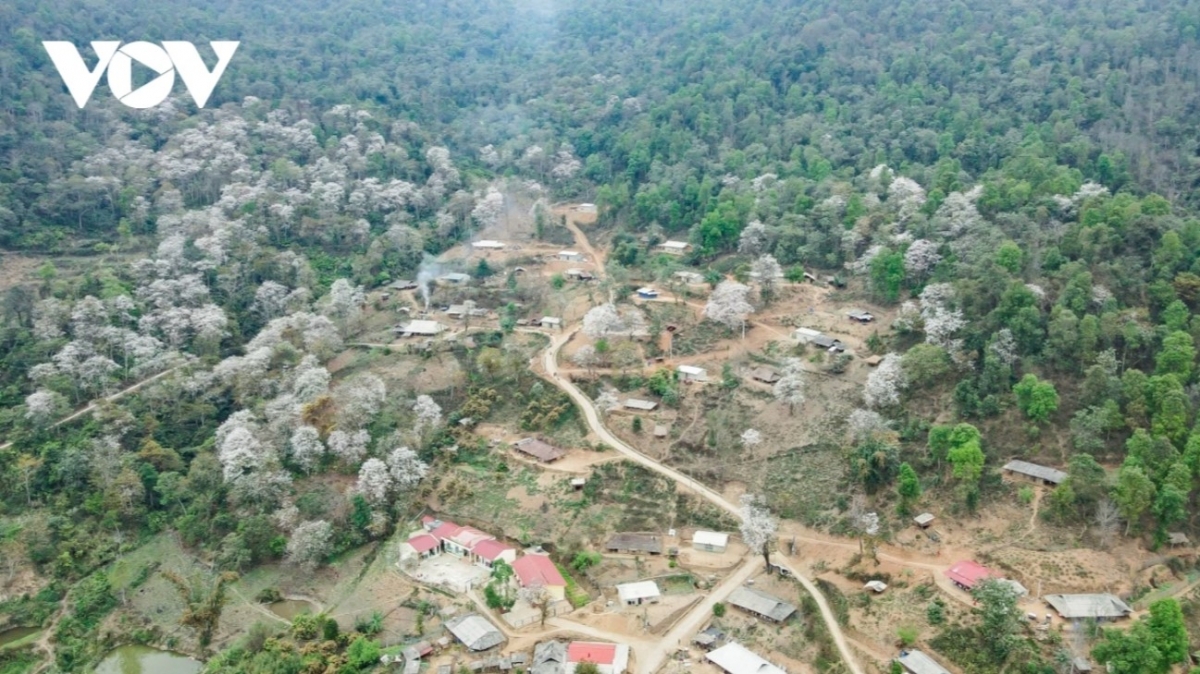 Nam Cum village is situated about 50 kilometres from the centre of Dien Bien Phu city and is home to around 1,200 ancient Ban flowers.
