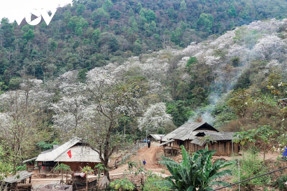 The pure white petals of Ban flowers can be seen on the major roads and on the hillsides around Nam Cum village.