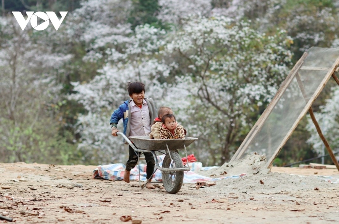 Ban flowers and trees are part of local people's lives.