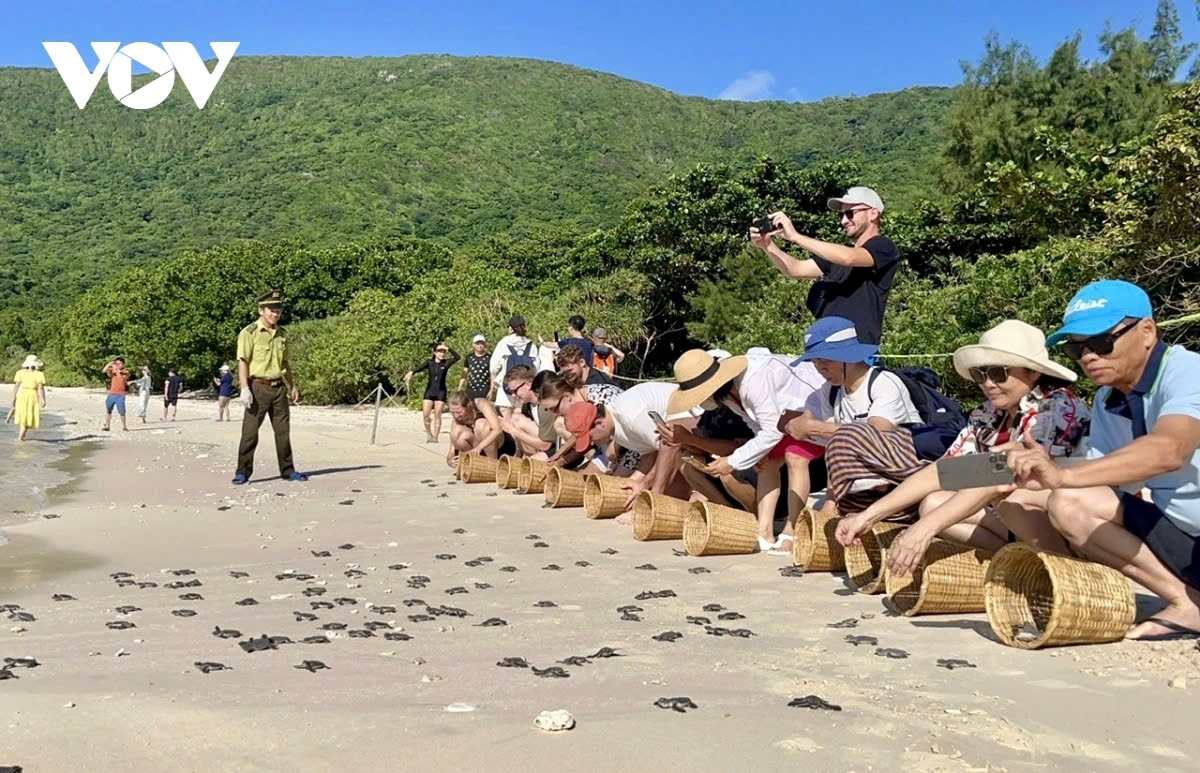 Foreign tourists take part in a campaign to release sea turtles into nature in Con Dao