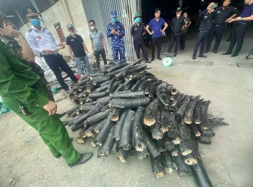 Seized ivory confiscated by authorities at Lach Huyen International Port in Hai Phong.