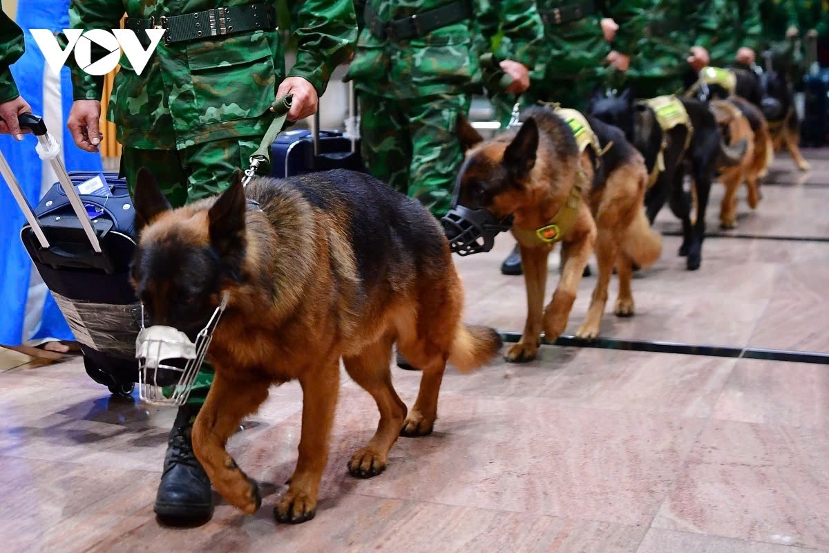 Vietnamese search and rescue dogs have also engaged in the operations in Myanmar.
