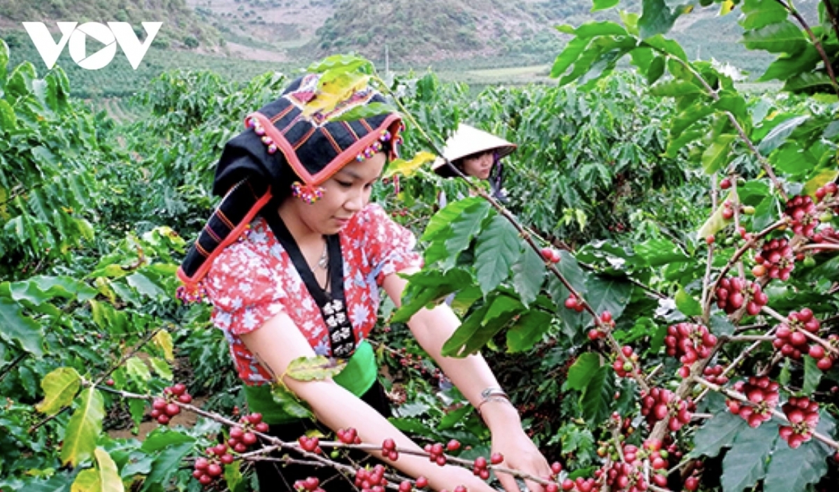 Coffee witnesses the highest average export price growth