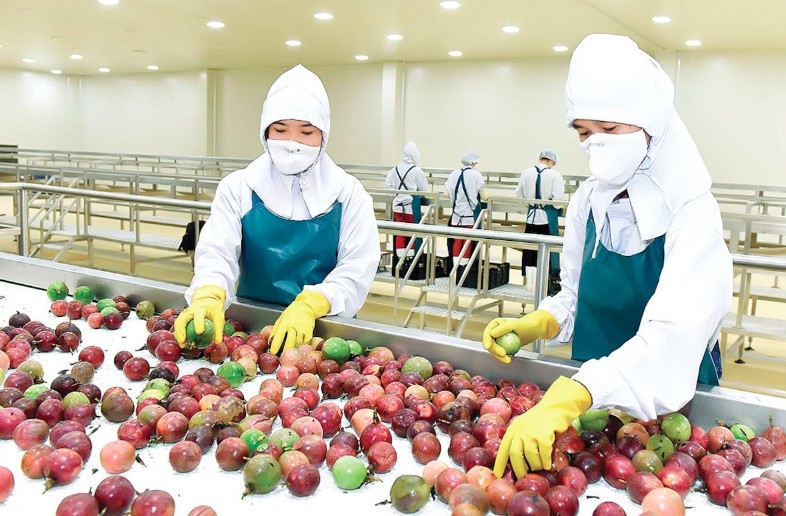 Passion fruit is one of four new Vietnamese agricultural products officially exported to China